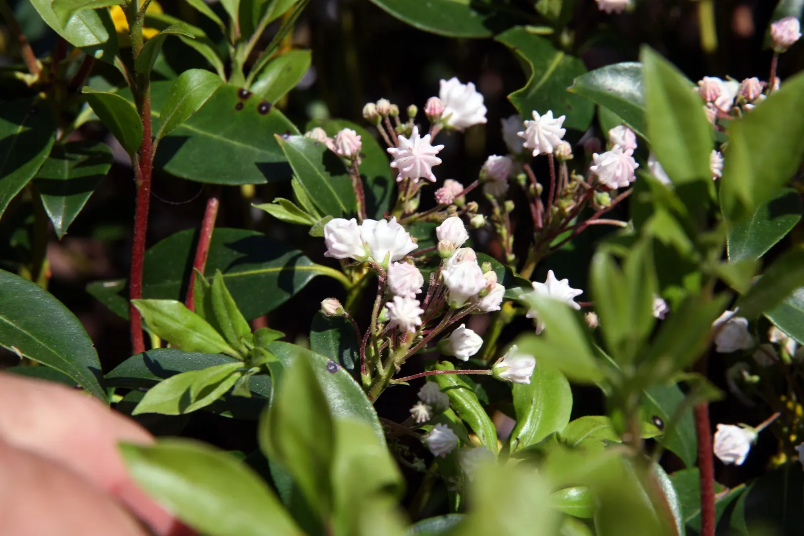 Mountain Laurel, Calico Bush (Kalmia Latifolia) — A member of the heath family