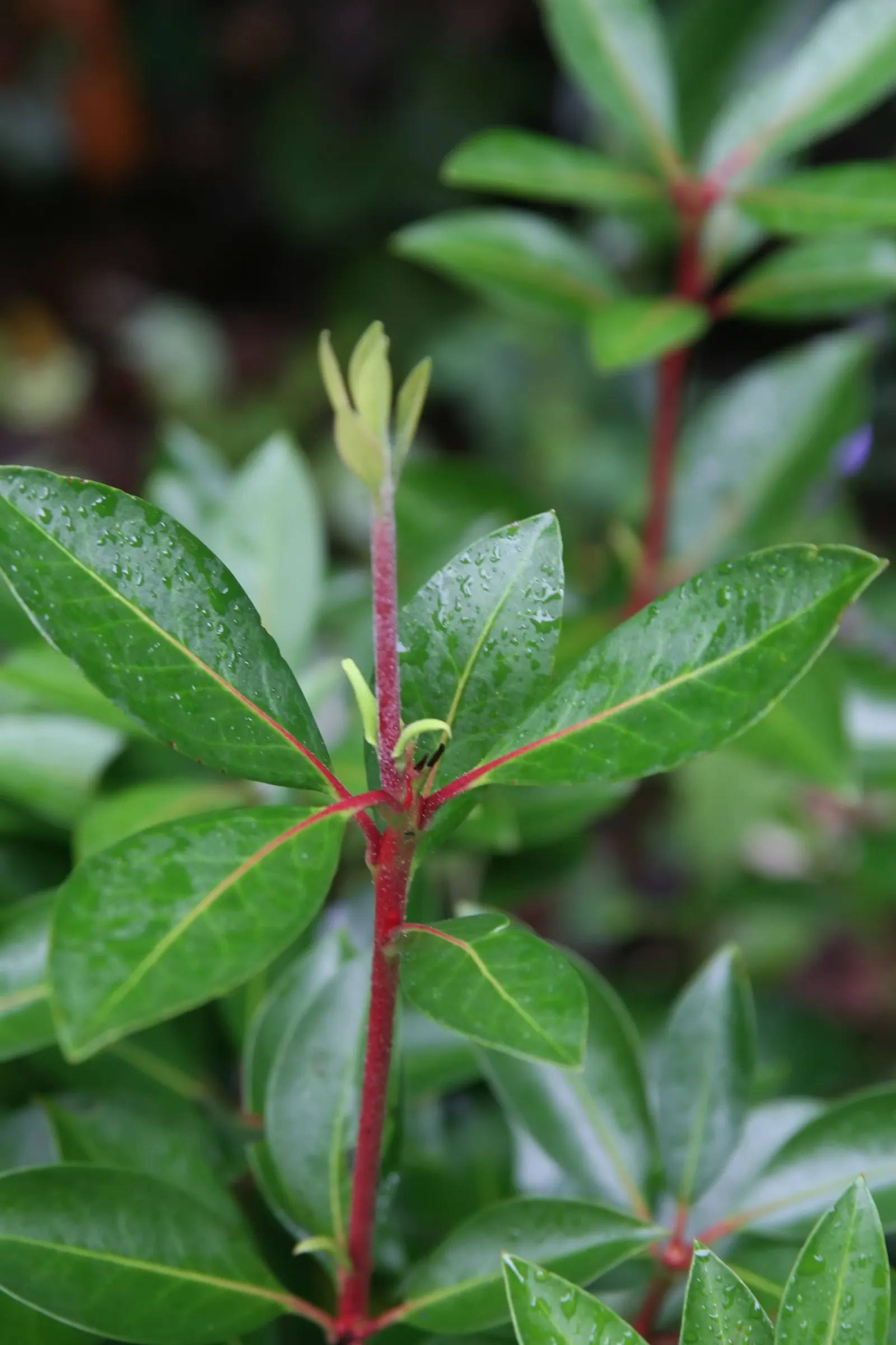 Mountain Laurel, Calico Bush (Kalmia Latifolia) — it thrives in USDA hardiness zones 4 to 9