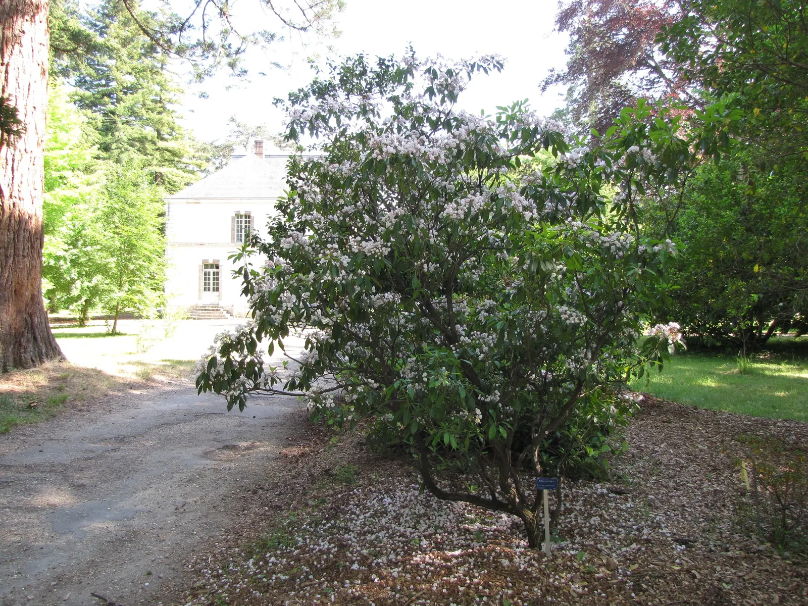 Mountain Laurel, Calico Bush (Kalmia Latifolia) — The foliage can reach a spread of up to 5 inches; with intricate purple markings inside, image 103