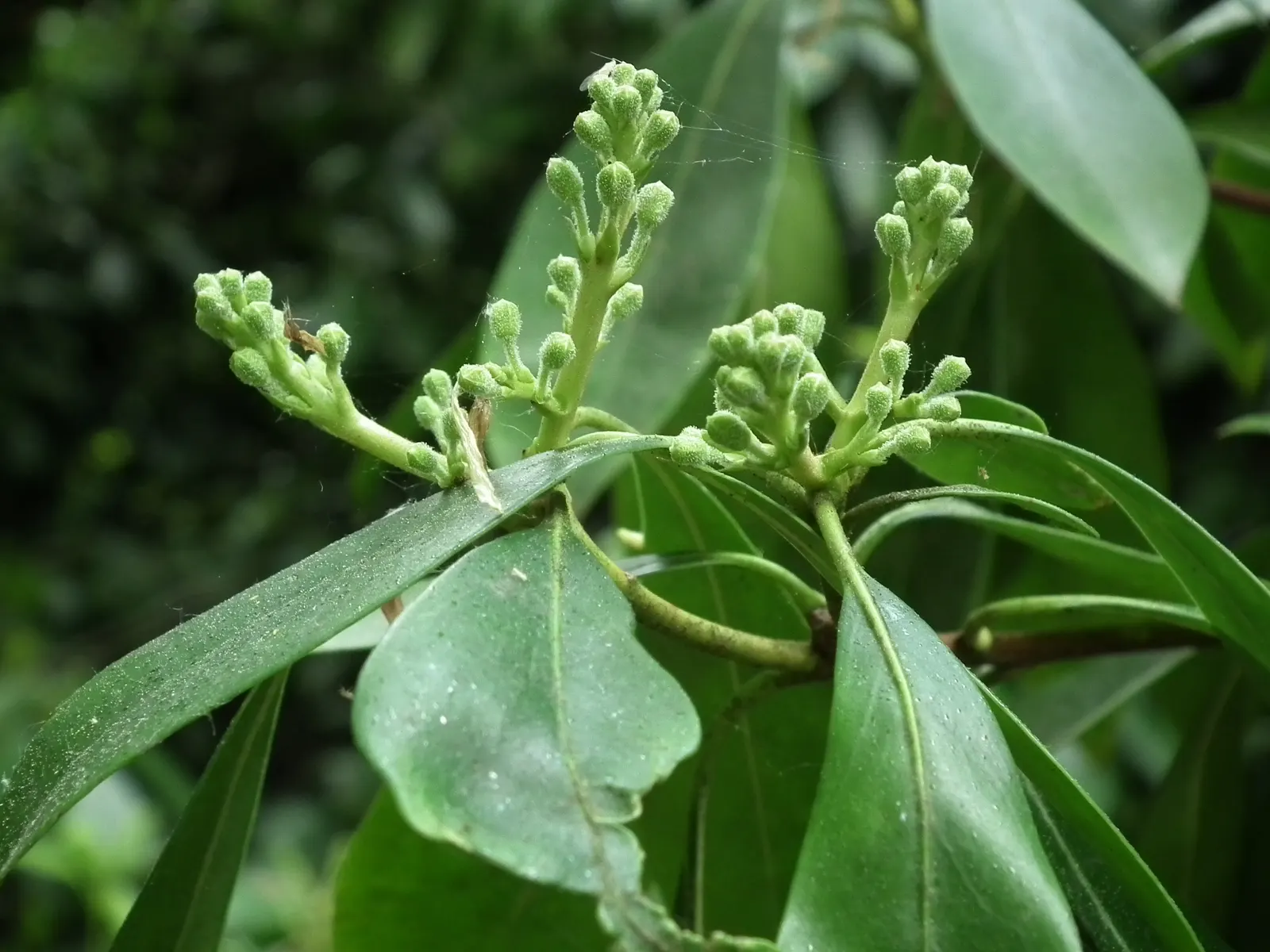 Mountain Laurel, Calico Bush (Kalmia Latifolia) — Hardy in zones 4-9, it thrives in acidic, well-drained soil and part shade, image 113