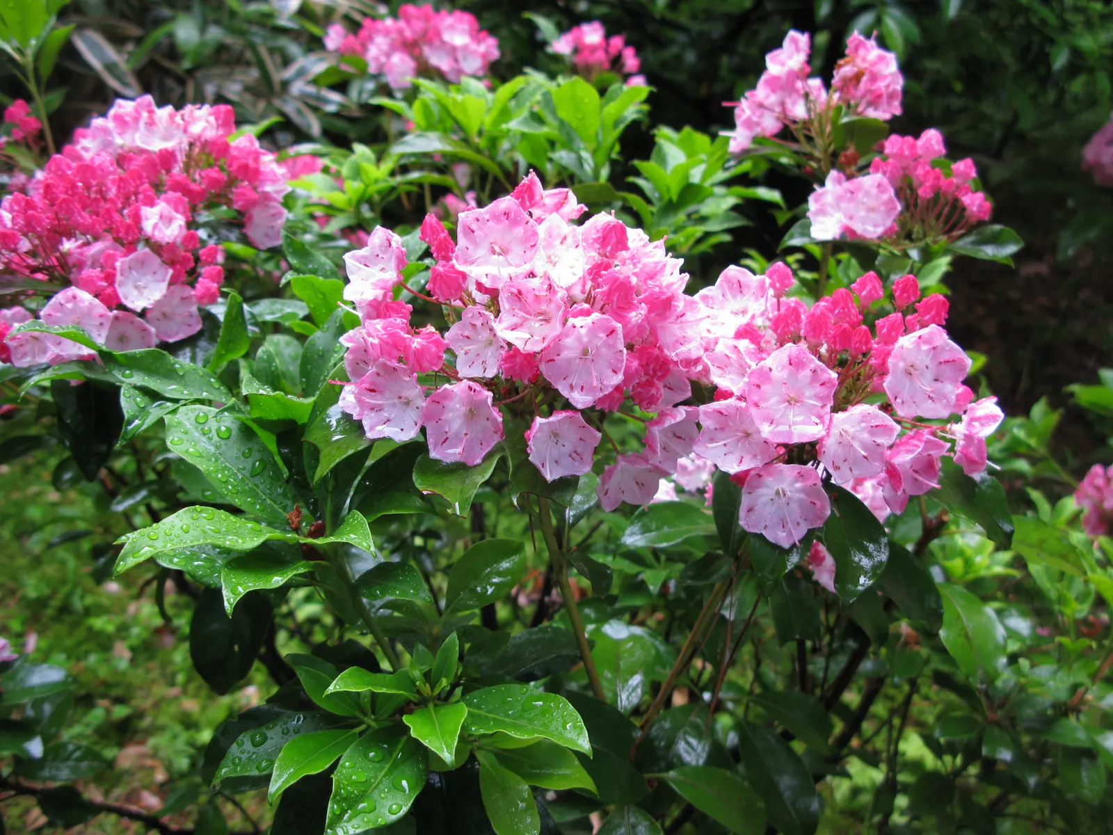Mountain Laurel, Calico Bush (Kalmia Latifolia) — broadleaf evergreen / shrub with white blooms; resembling a delicate art piece, image 80