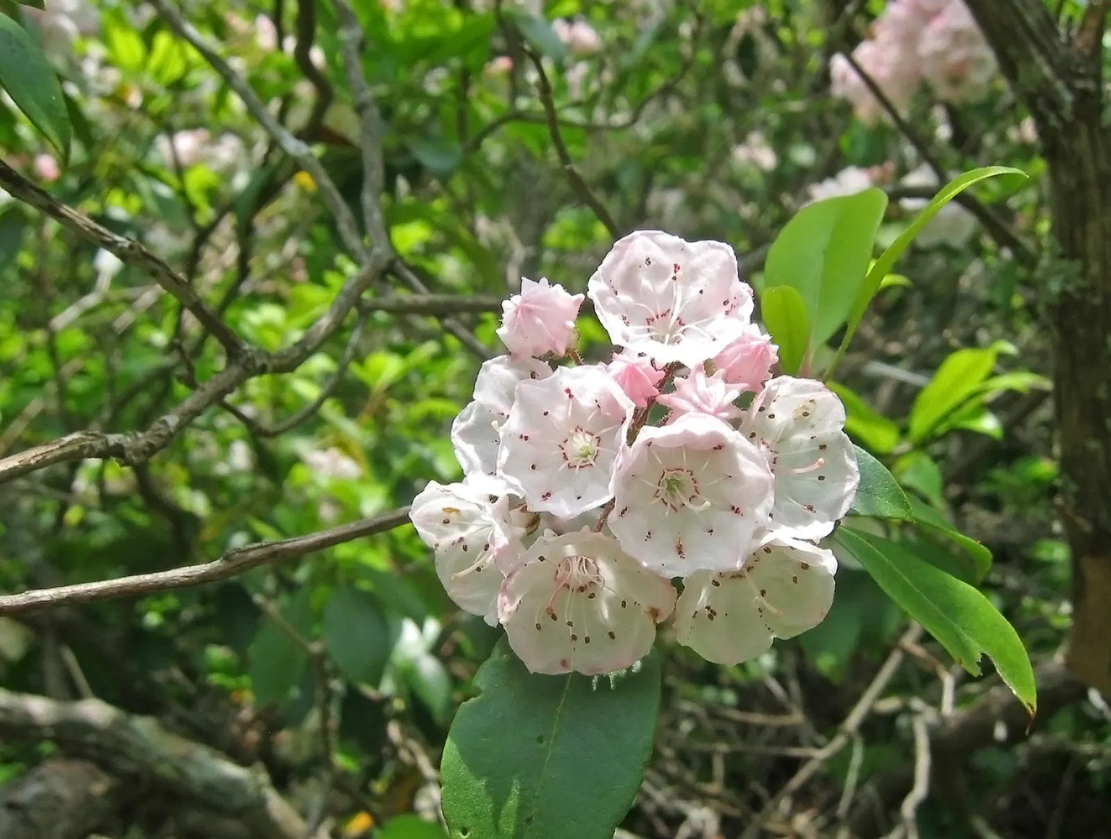 Mountain Laurel, Calico Bush (Kalmia Latifolia) — The Mountain Laurel (Kalmia latifolia); in late spring, it features pink to white blooms with, image 55