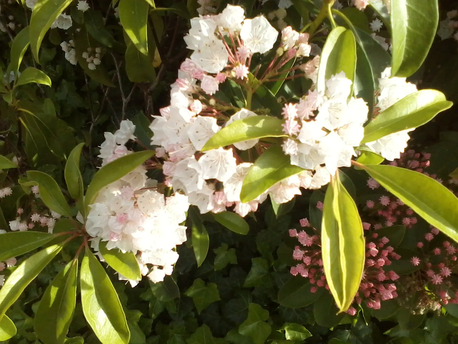 Mountain Laurel, Calico Bush (Kalmia Latifolia) — this shrub features clusters of cup-shaped flowers that range from white to pink; providing a, image 96
