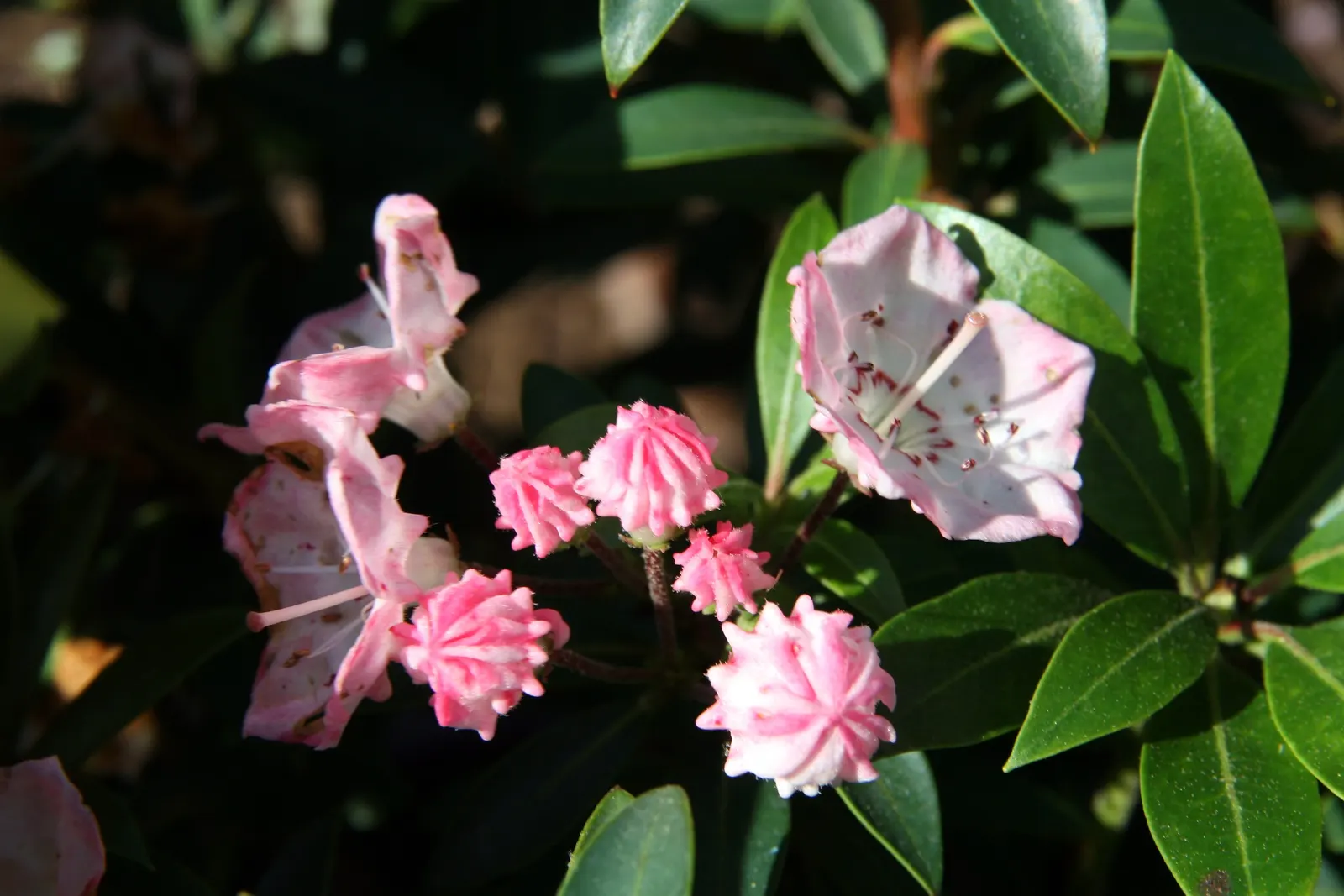 Mountain Laurel, Calico Bush (Kalmia Latifolia) — this shrub features clusters of cup-shaped flowers that range from white to pink; providing a, image 69