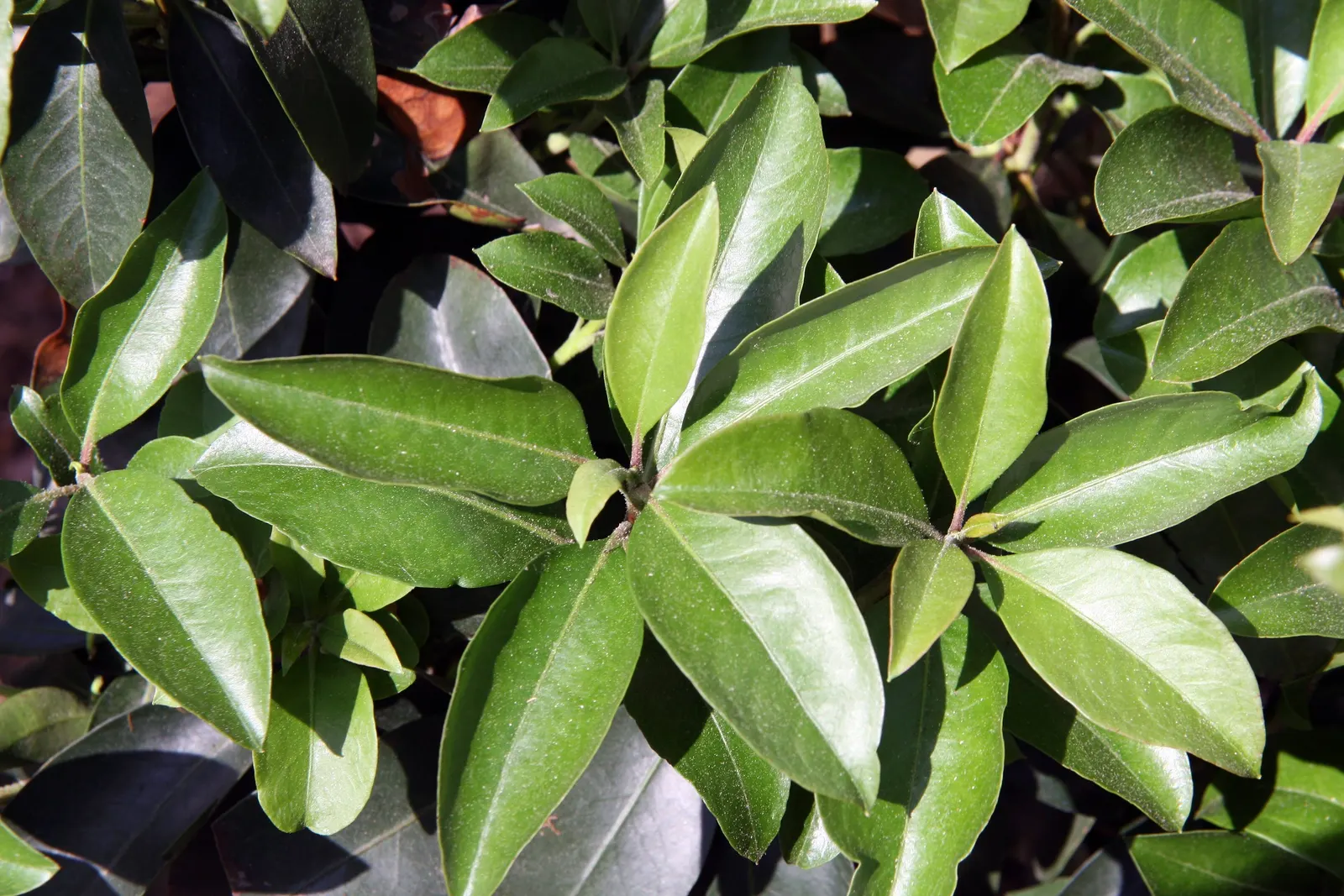Mountain Laurel, Calico Bush (Kalmia Latifolia) — A member of the heath family; remain vibrant year-round, image 92