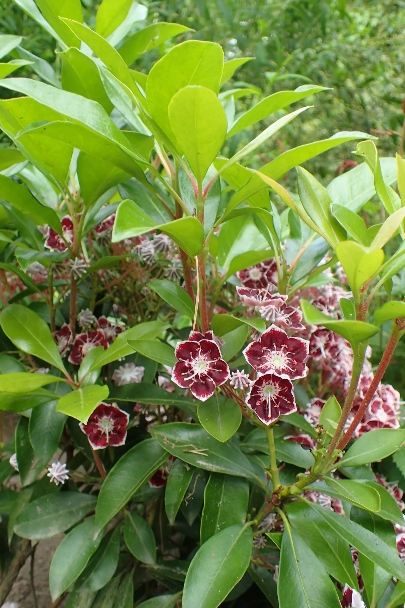 Mountain Laurel, Calico Bush (Kalmia Latifolia) — showcasing its hardiness and adaptability