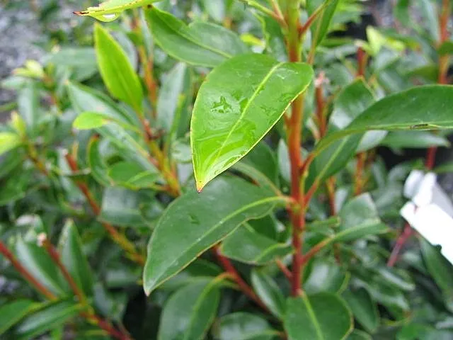 Mountain Laurel, Calico Bush (Kalmia Latifolia) — broadleaf evergreen / shrub with white blooms; resembling a delicate art piece