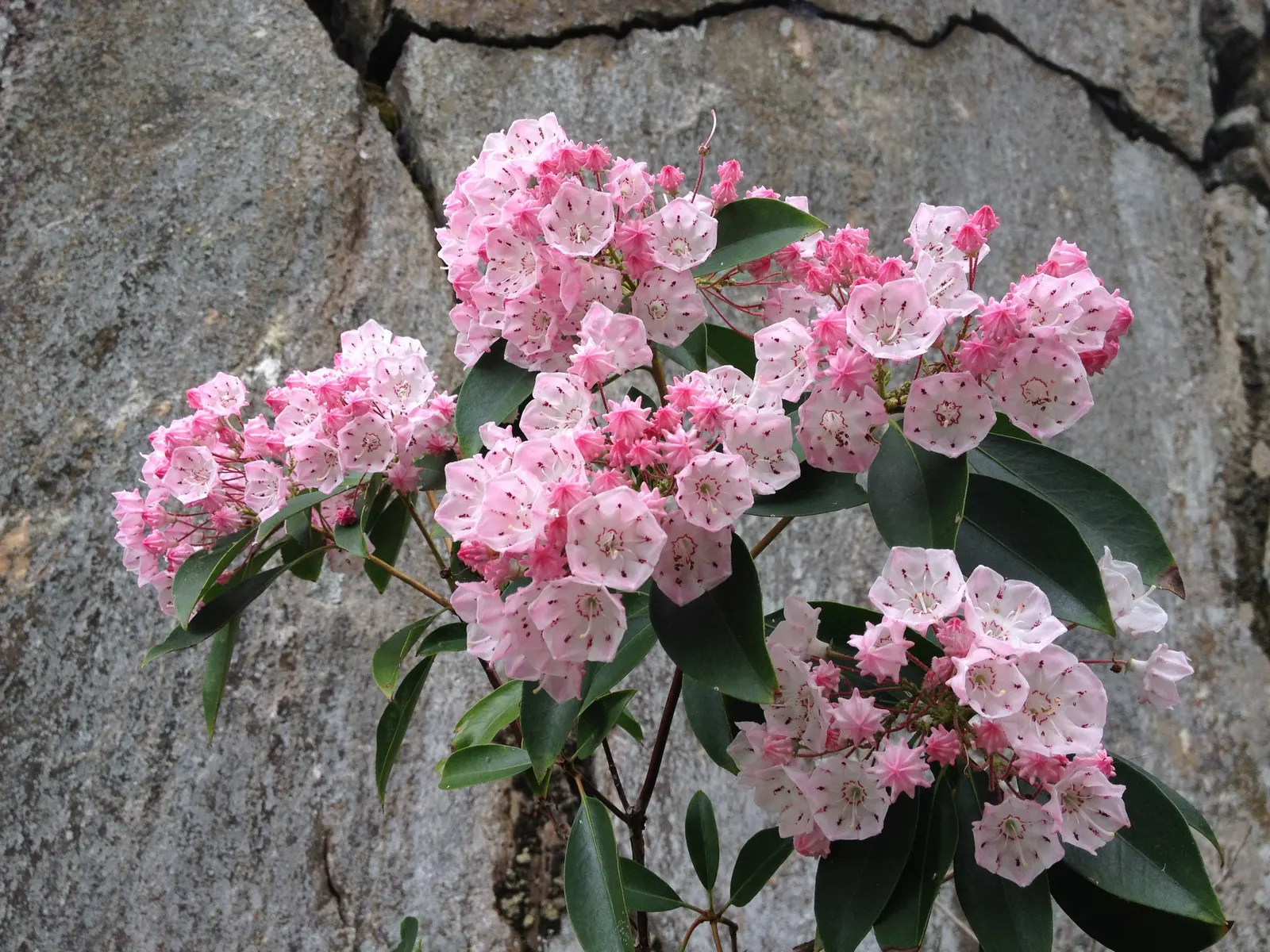 Mountain Laurel, Calico Bush (Kalmia Latifolia) — broadleaf evergreen / shrub for half or shade; ensuring year-round visual interest and seasonal bursts of