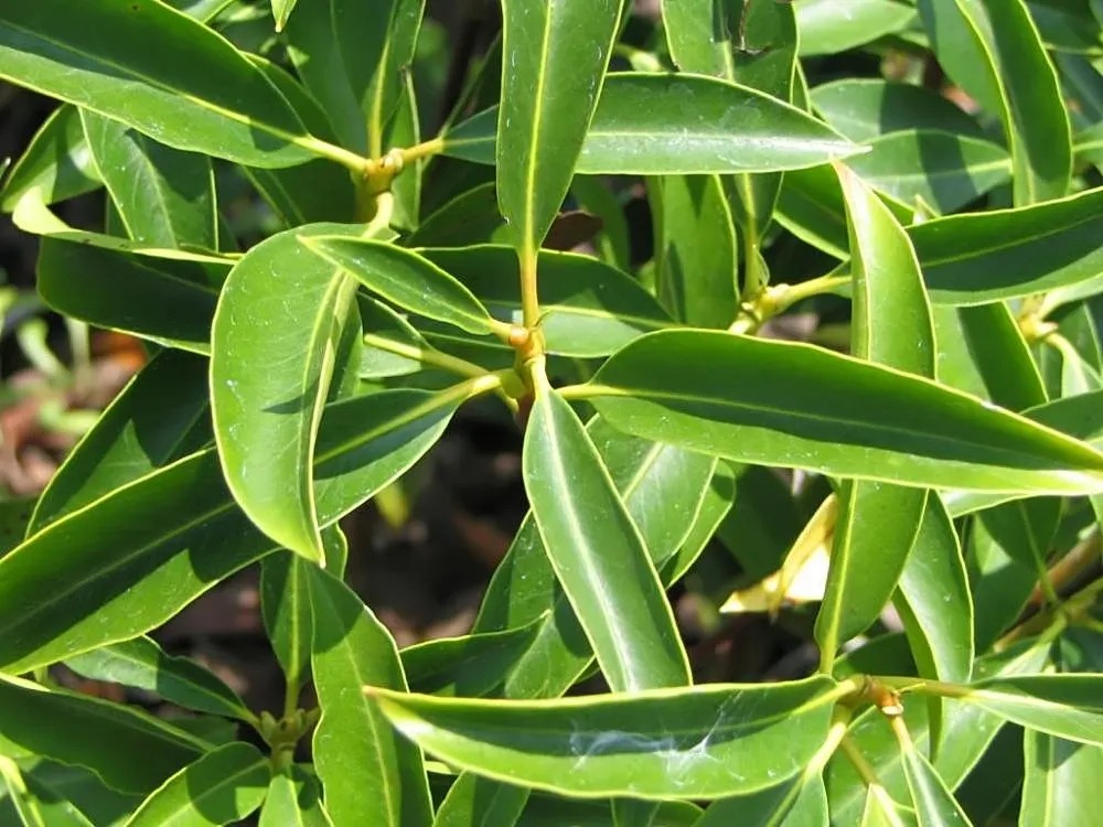Mountain Laurel, Calico Bush (Kalmia Latifolia) — Growing to an average height of 7 to 15 feet with a similar spread, image 122