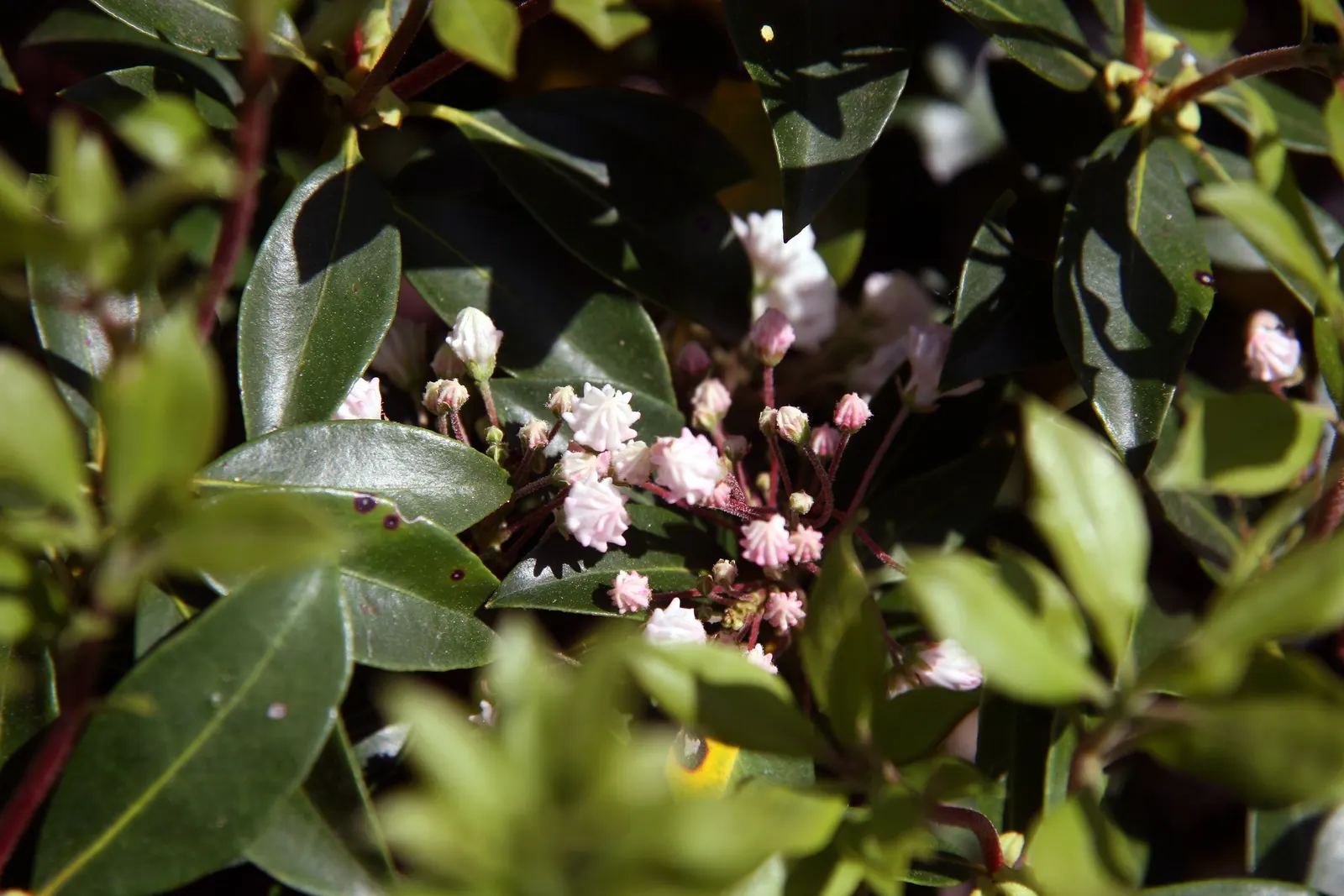 Mountain Laurel, Calico Bush (Kalmia Latifolia) — In late spring, it features pink to white blooms with unique maroon banding; white flowers in the, image 112