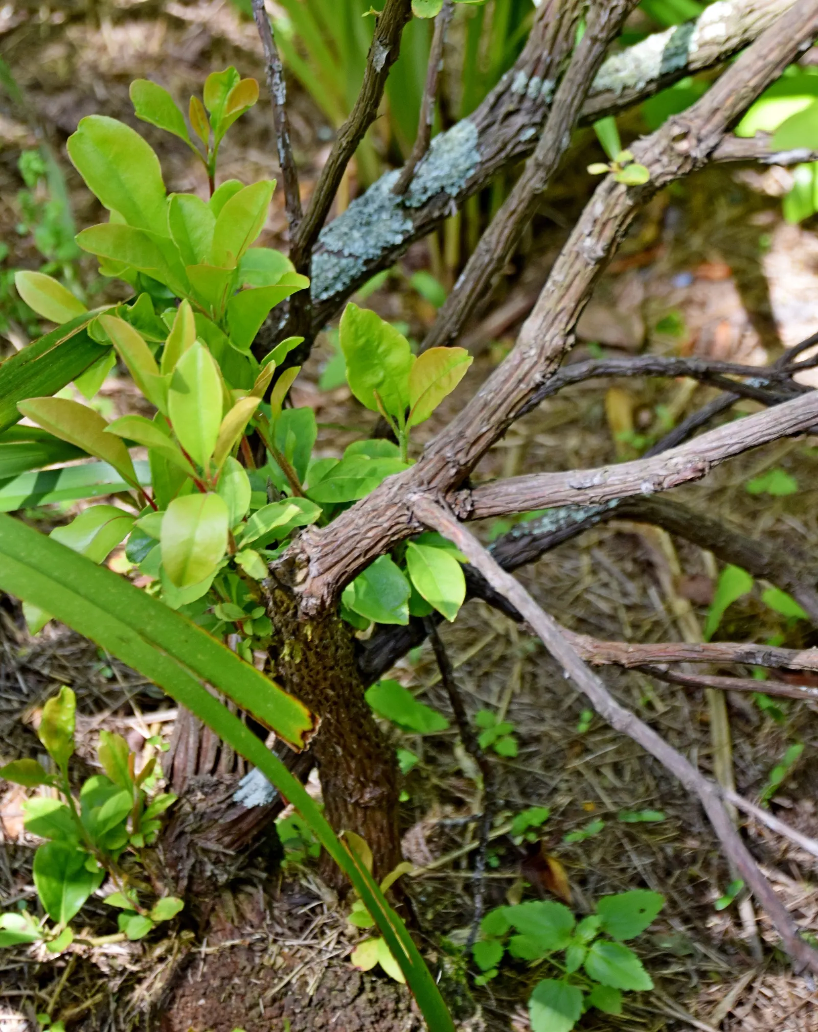 Mountain Laurel, Calico Bush (Kalmia Latifolia) — showcasing its hardiness and adaptability; it‚Äôs ideal for shaded borders or woodland gardens, image 67