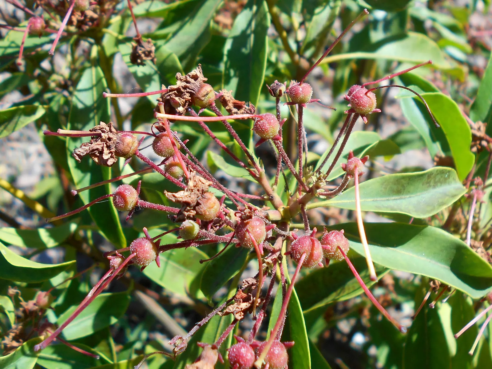 Mountain Laurel, Calico Bush (Kalmia Latifolia) — scientifically known as Kalmia latifolia; maturing at 7-15 feet tall with a similar spread, image 90