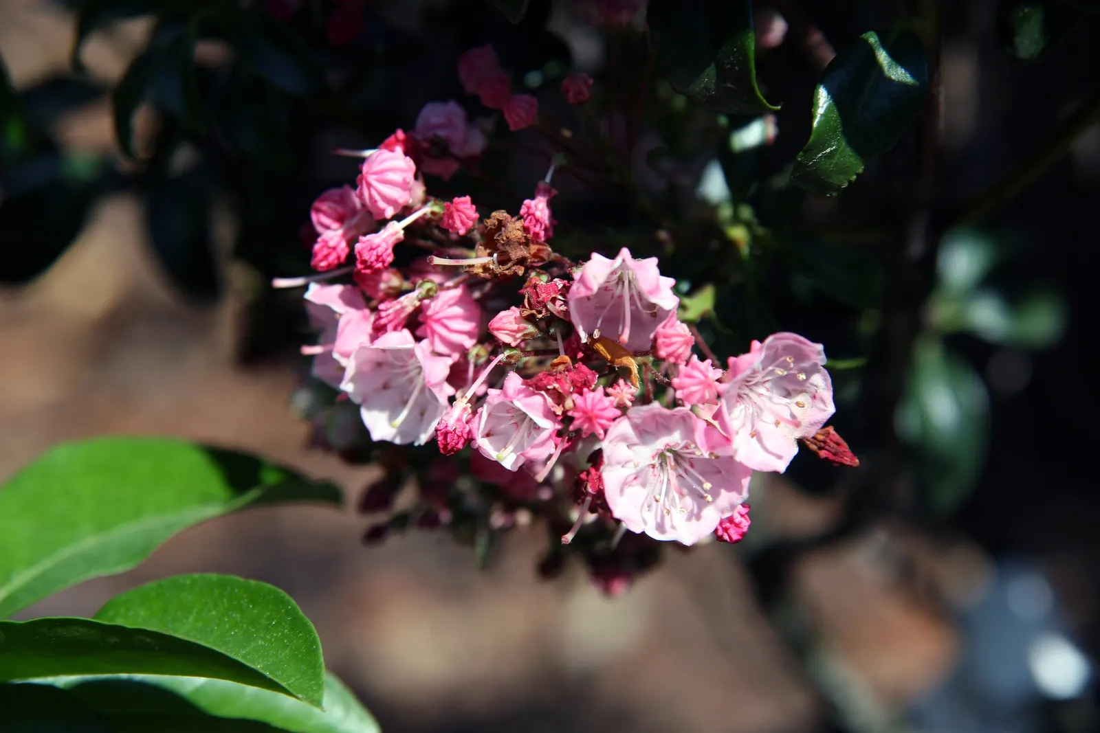 Mountain Laurel, Calico Bush (Kalmia Latifolia) — scientifically known as Kalmia latifolia; maturing at 7-15 feet tall with a similar spread