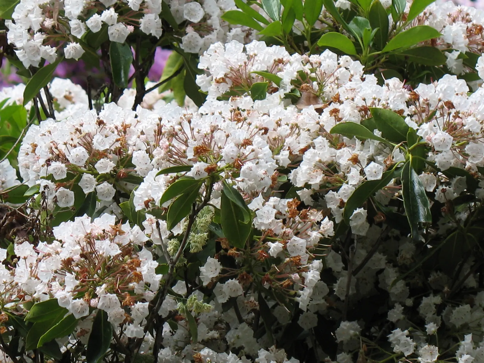 Mountain Laurel, Calico Bush (Kalmia Latifolia) — is an exquisite broadleaf evergreen shrub that brings an elegant touch to any landscape, image 118