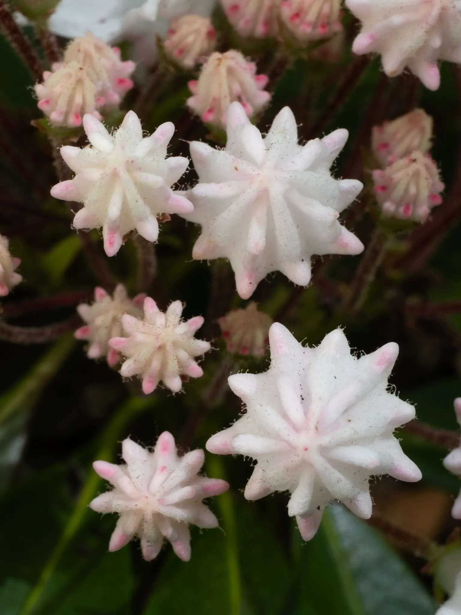 Mountain Laurel, Calico Bush (Kalmia Latifolia) — remain vibrant year-round