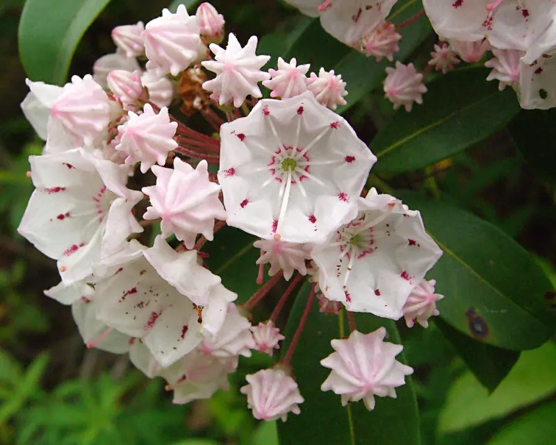 Mountain Laurel, Calico Bush (Kalmia Latifolia) — broadleaf evergreen / shrub for half or shade; ensuring year-round visual interest and seasonal, image 108