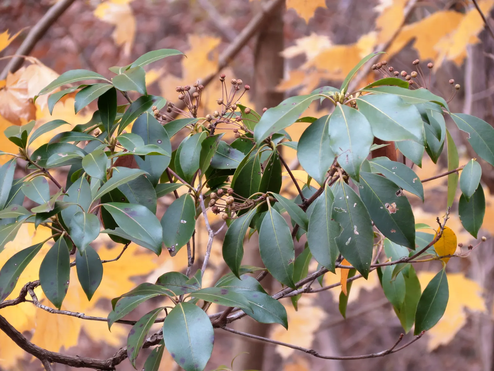 Mountain Laurel, Calico Bush (Kalmia Latifolia) — measuring 2 to 4 inches long
