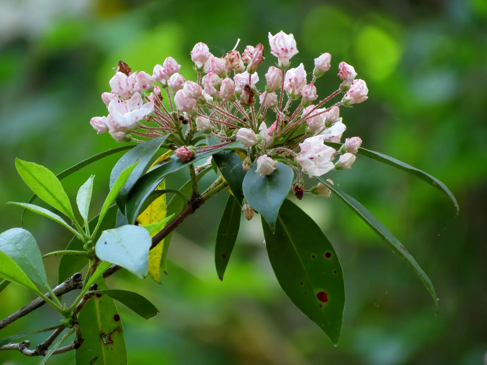 Mountain Laurel, Calico Bush (Kalmia Latifolia) — also known as Calico Bush; a member of the heath family, image 56