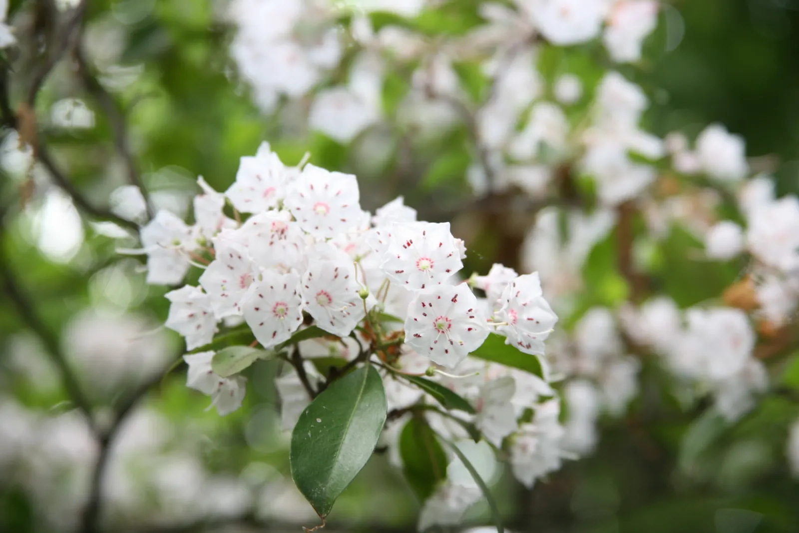Mountain Laurel, Calico Bush (Kalmia Latifolia) — also known as Calico Bush; a member of the heath family, image 110