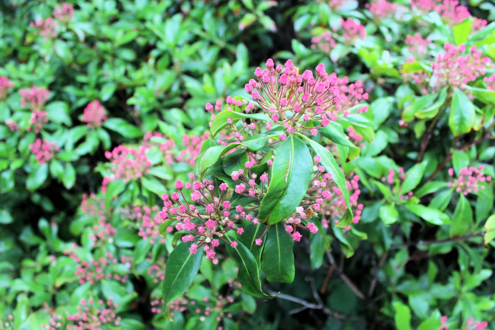 Mountain Laurel, Calico Bush (Kalmia Latifolia) — making it an ideal choice for wooded garden areas or north-facing landscapes