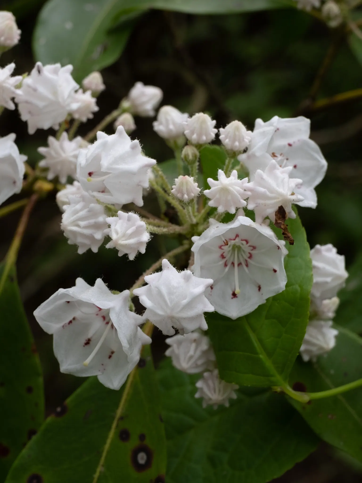 Mountain Laurel, Calico Bush (Kalmia Latifolia) — The foliage can reach a spread of up to 5 inches; with intricate purple markings inside