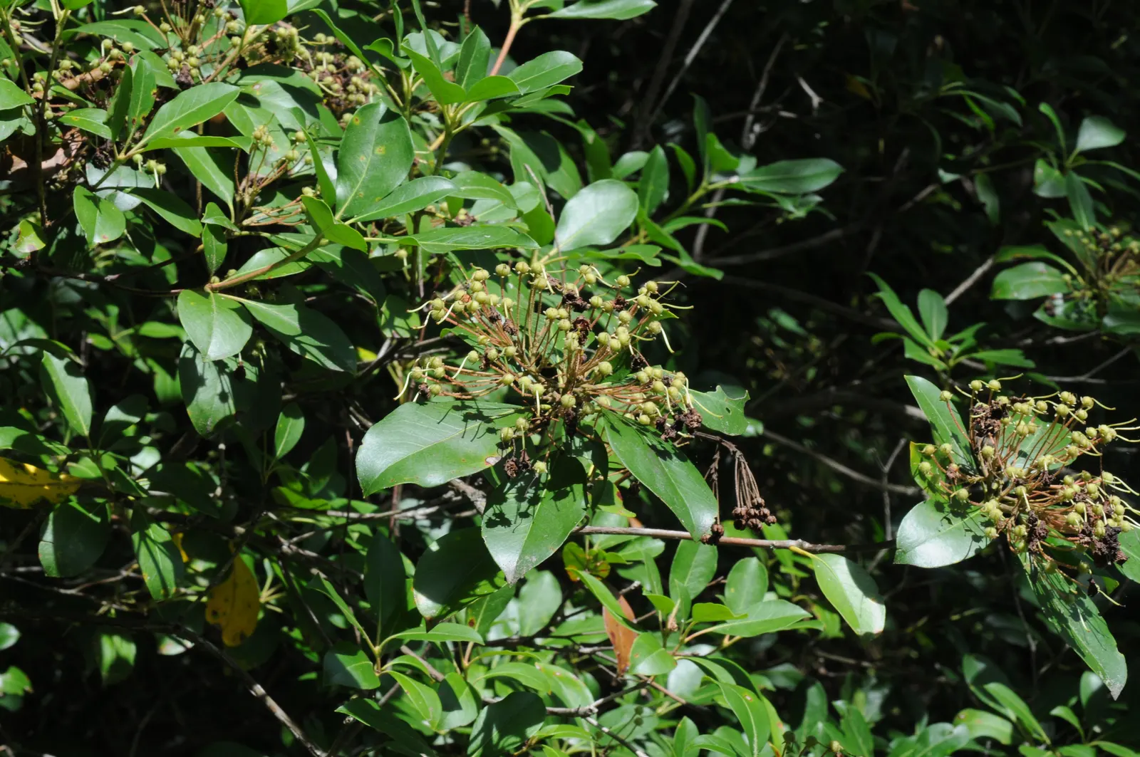 Mountain Laurel, Calico Bush (Kalmia Latifolia) — offering year-round interest; broadleaf evergreen / shrub with white blooms, image 89