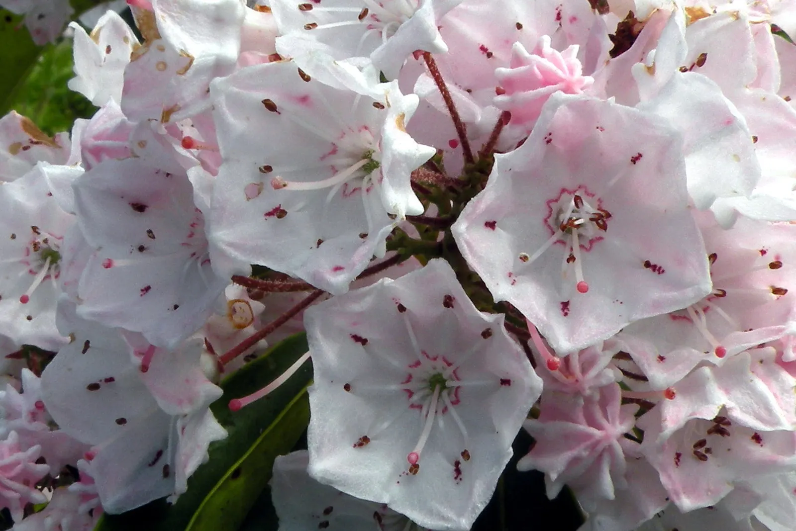 Mountain Laurel, Calico Bush (Kalmia Latifolia) — remain vibrant year-round; also known as Calico Bush, image 101