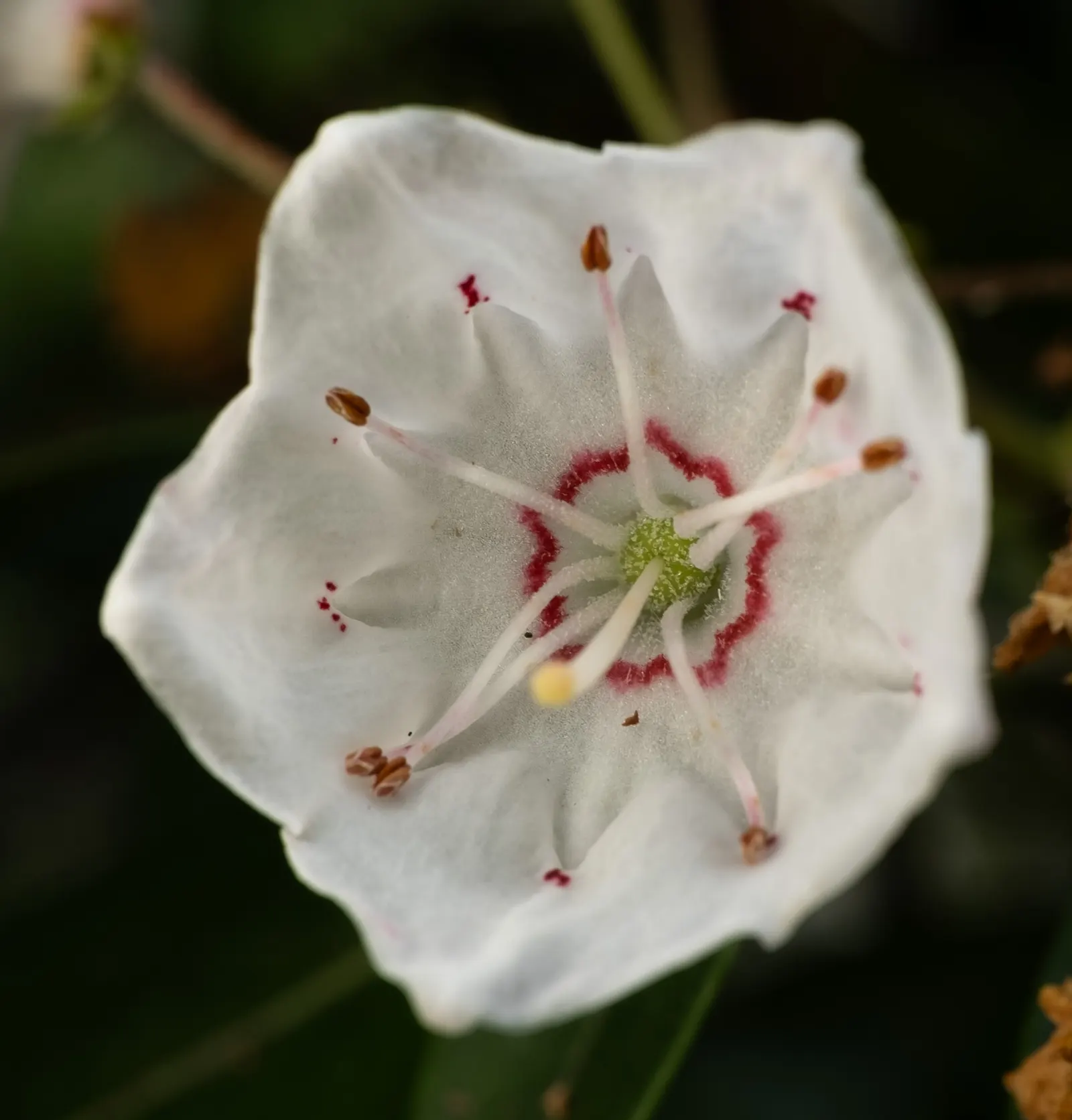 Mountain Laurel, Calico Bush (Kalmia Latifolia) — The Mountain Laurel (Kalmia latifolia)