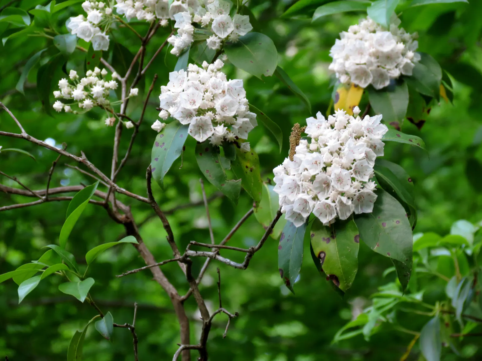 Mountain Laurel, Calico Bush (Kalmia Latifolia) — In late spring, it features pink to white blooms with unique maroon banding