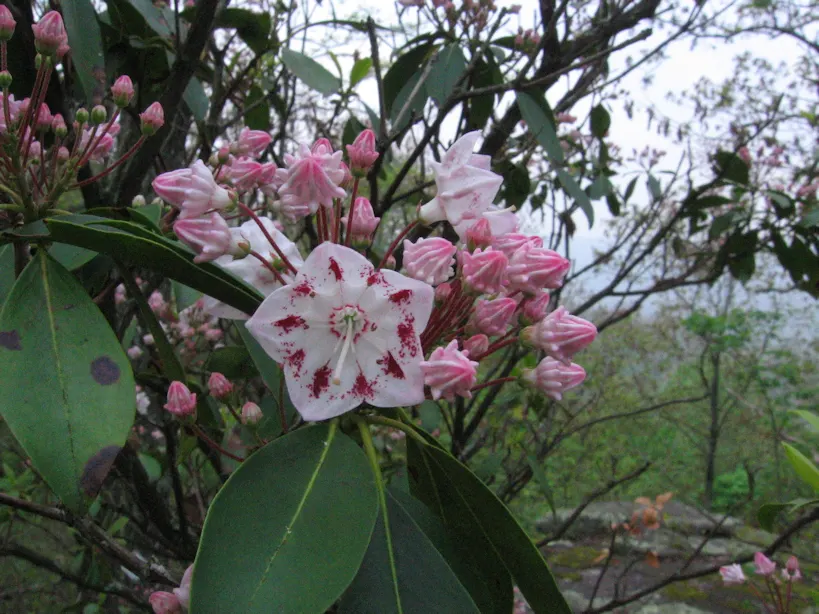 Mountain Laurel, Calico Bush (Kalmia Latifolia) — making it an ideal choice for wooded garden areas or north-facing landscapes, image 104
