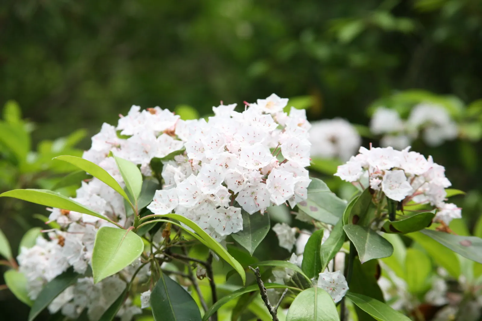 Mountain Laurel, Calico Bush (Kalmia Latifolia) — resembling a delicate art piece