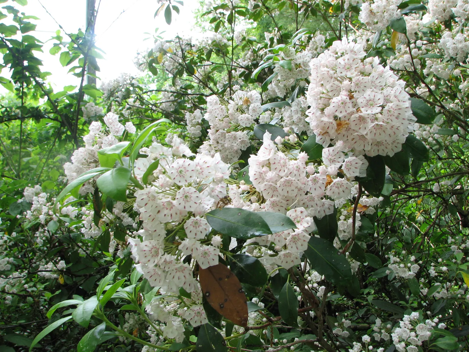 Mountain Laurel, Calico Bush (Kalmia Latifolia) — resembling a delicate art piece; offering year-round interest, image 98