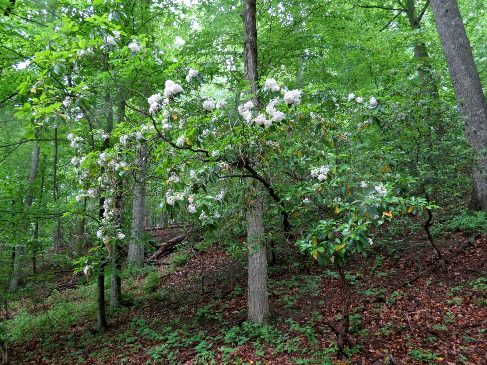 Mountain Laurel, Calico Bush (Kalmia Latifolia) — Hardy in zones 4-9, it thrives in acidic, well-drained soil and part shade, image 86