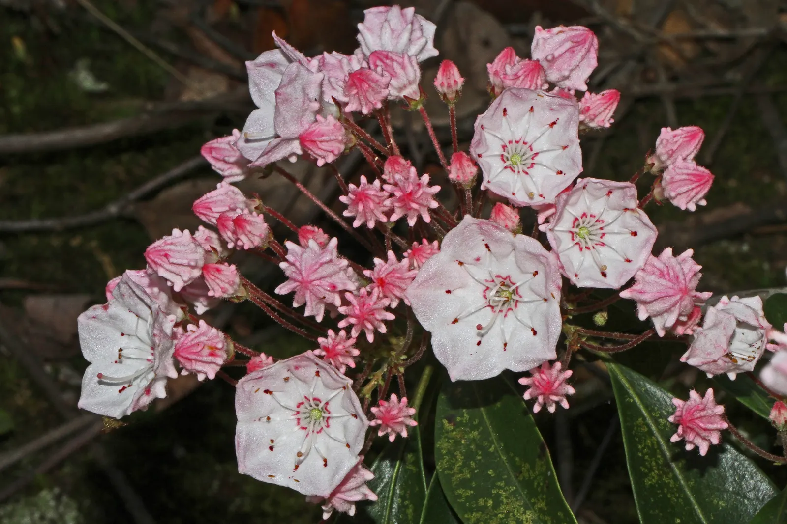 Mountain Laurel, Calico Bush (Kalmia Latifolia) — is an evergreen shrub boasting glossy leaves and clustered flowers; these blossoms span approximately 1 inch