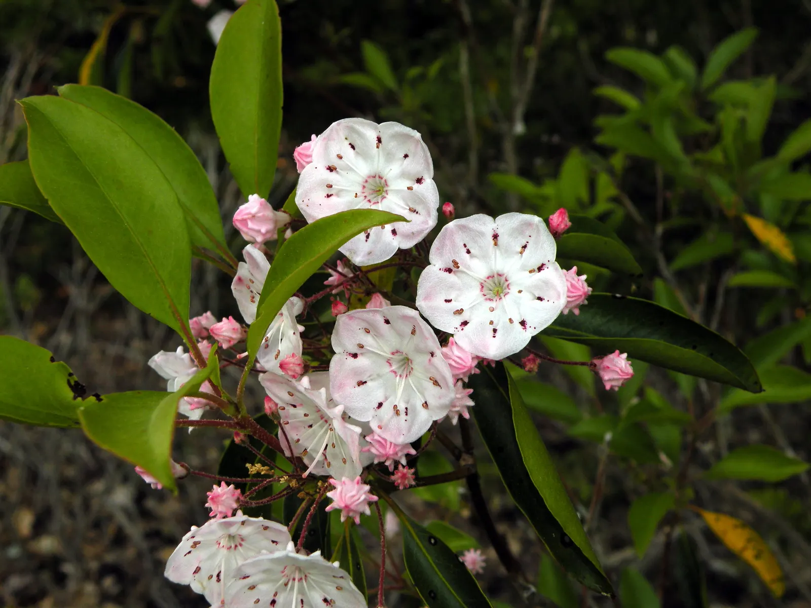 Mountain Laurel, Calico Bush (Kalmia Latifolia) — Maturing at 7-15 feet tall with a similar spread; it thrives in USDA hardiness zones 4 to 9, image 114