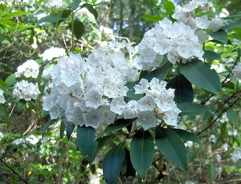 Mountain Laurel, Calico Bush (Kalmia Latifolia) — showcasing its hardiness and adaptability; it‚Äôs ideal for shaded borders or woodland gardens, image 121