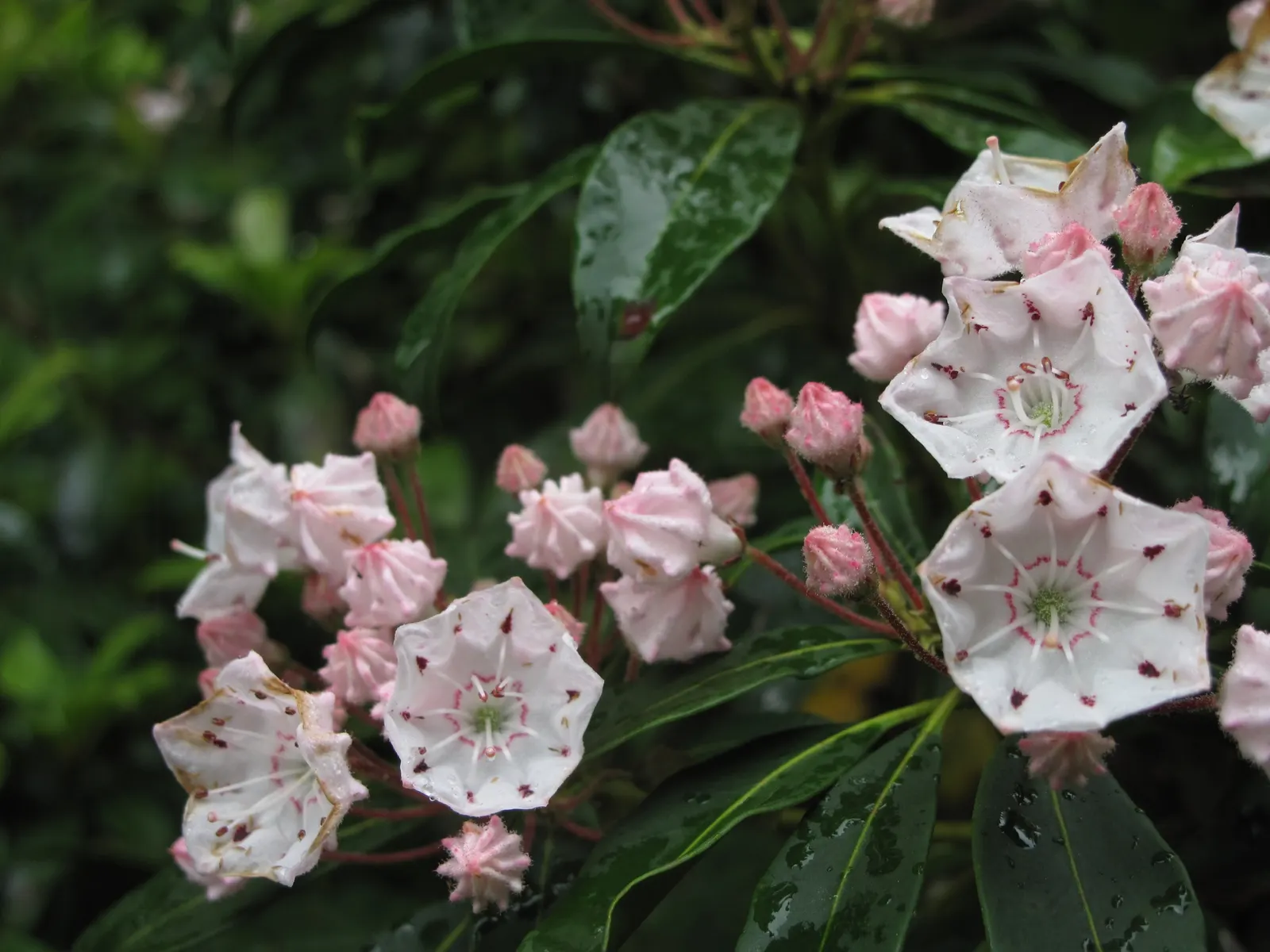Mountain Laurel, Calico Bush (Kalmia Latifolia) — white flowers in the garden; is an exquisite broadleaf evergreen shrub that brings an elegant touch to any
