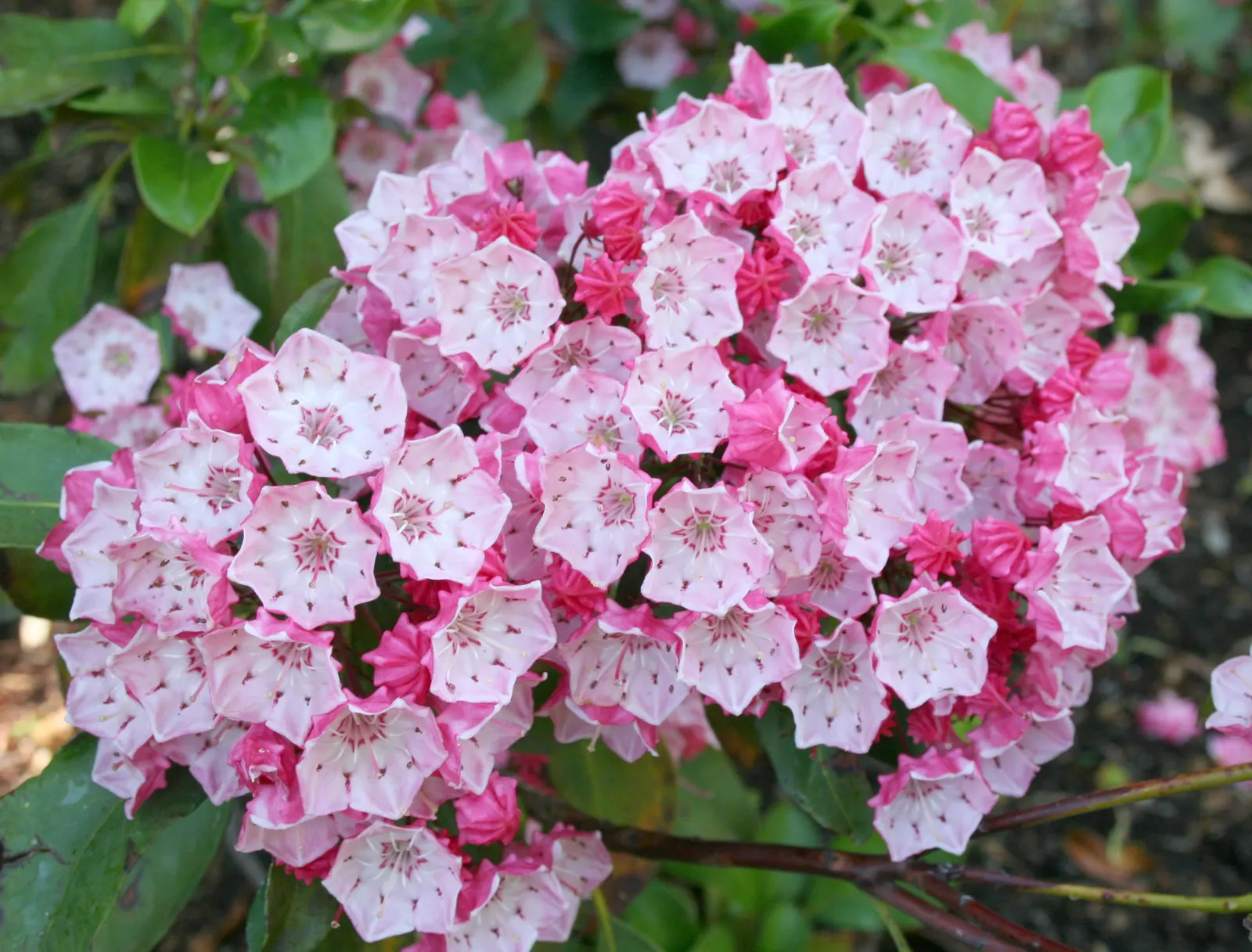 Mountain Laurel, Calico Bush (Kalmia Latifolia) — In late spring, it features pink to white blooms with unique maroon banding; white flowers in the garden