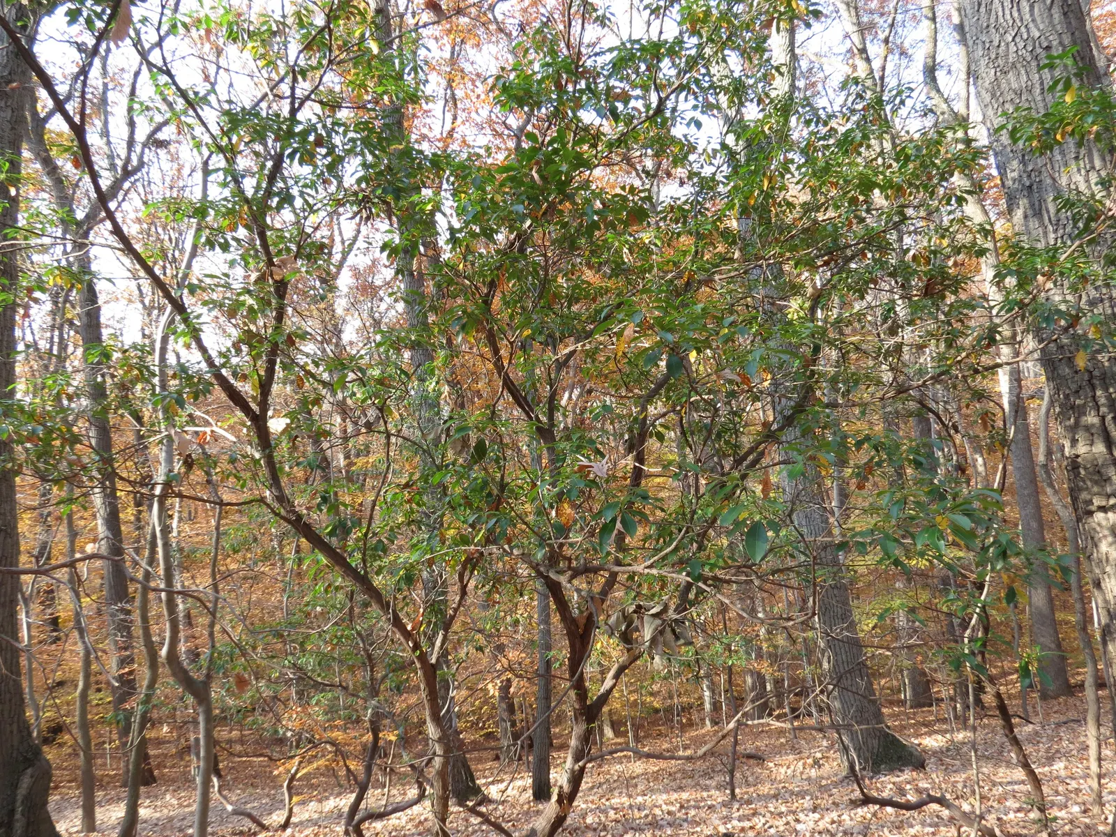Mountain Laurel, Calico Bush (Kalmia Latifolia) — resembling a delicate art piece; offering year-round interest