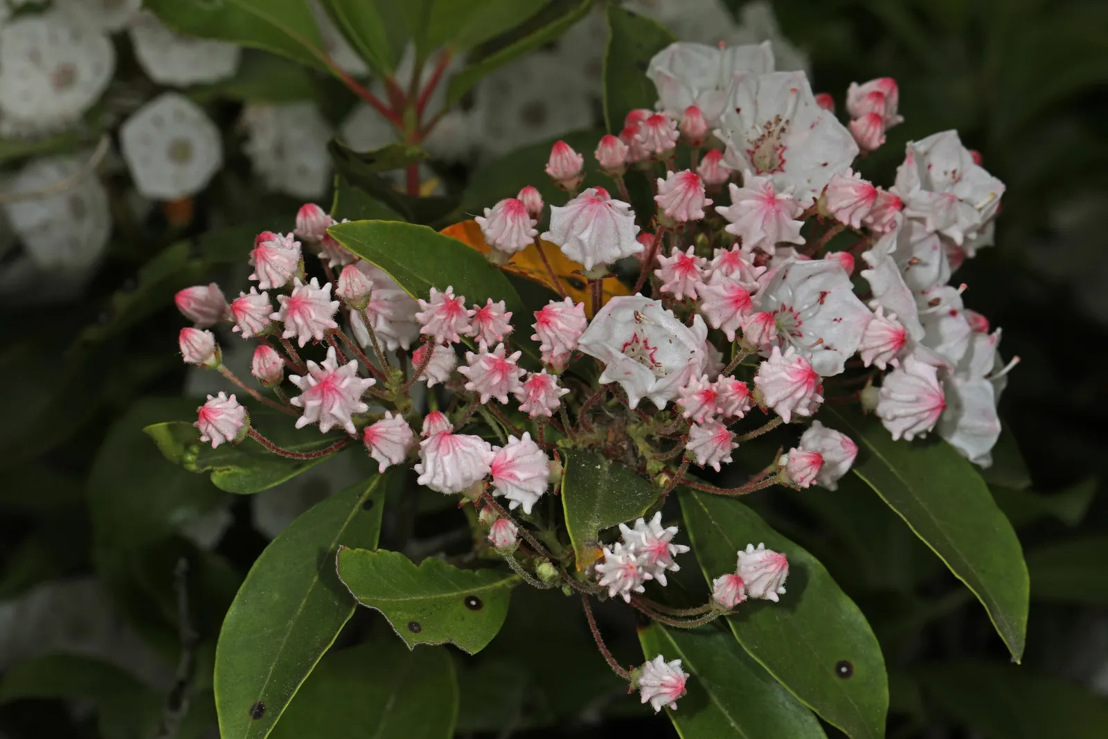 Mountain Laurel, Calico Bush (Kalmia Latifolia) — making it an ideal choice for wooded garden areas or north-facing landscapes, image 77
