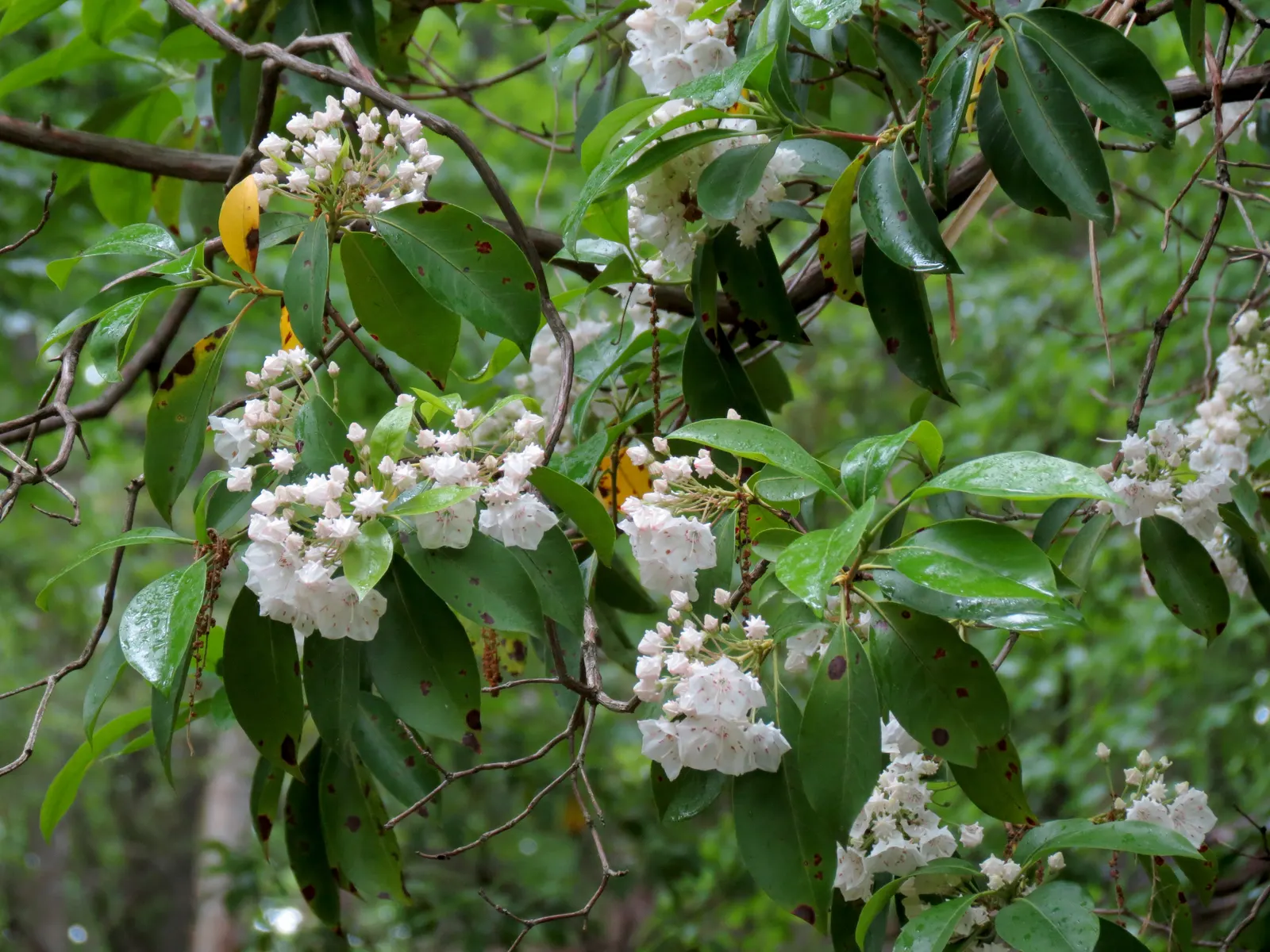 Mountain Laurel, Calico Bush (Kalmia Latifolia) — remain vibrant year-round; also known as Calico Bush, image 74