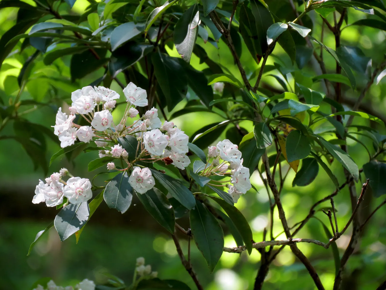 Mountain Laurel, Calico Bush (Kalmia Latifolia) — it thrives in USDA hardiness zones 4 to 9; broadleaf evergreen / shrub for half or shade, image 93