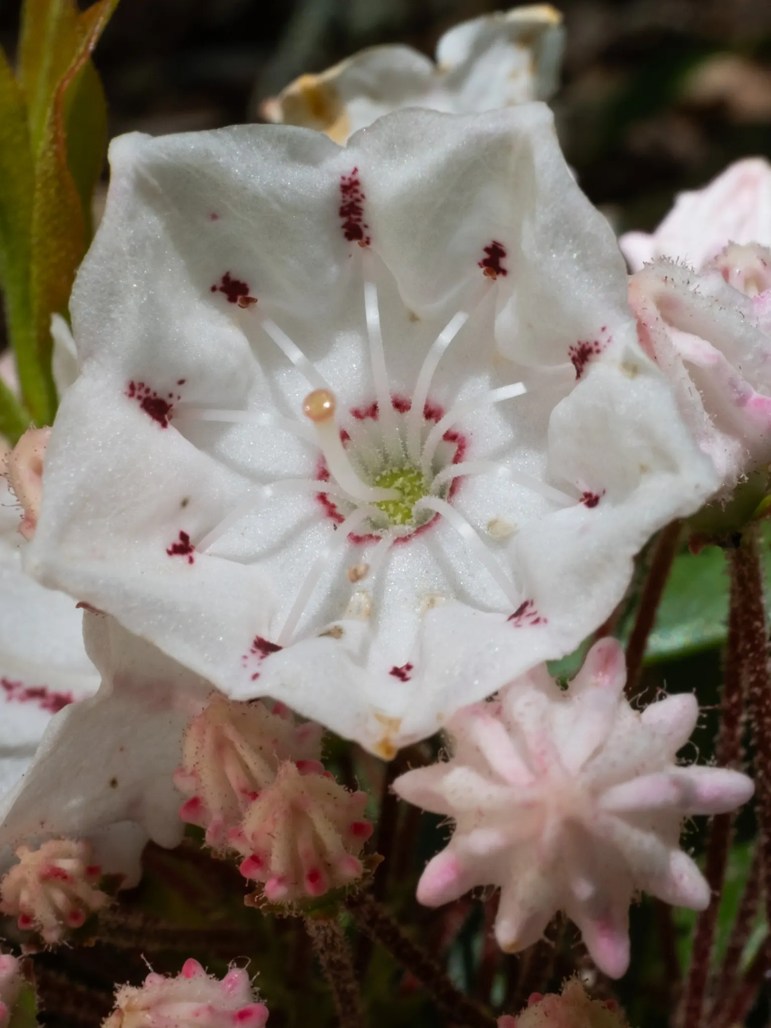 Mountain Laurel, Calico Bush (Kalmia Latifolia) — is an evergreen shrub boasting glossy leaves and clustered flowers; these blossoms span, image 57