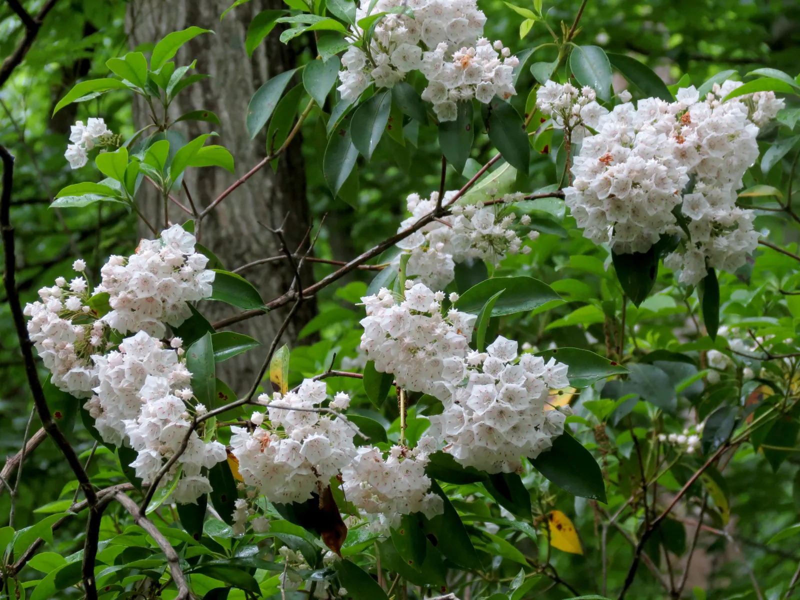 Mountain Laurel, Calico Bush (Kalmia Latifolia) — is an evergreen shrub boasting glossy leaves and clustered flowers