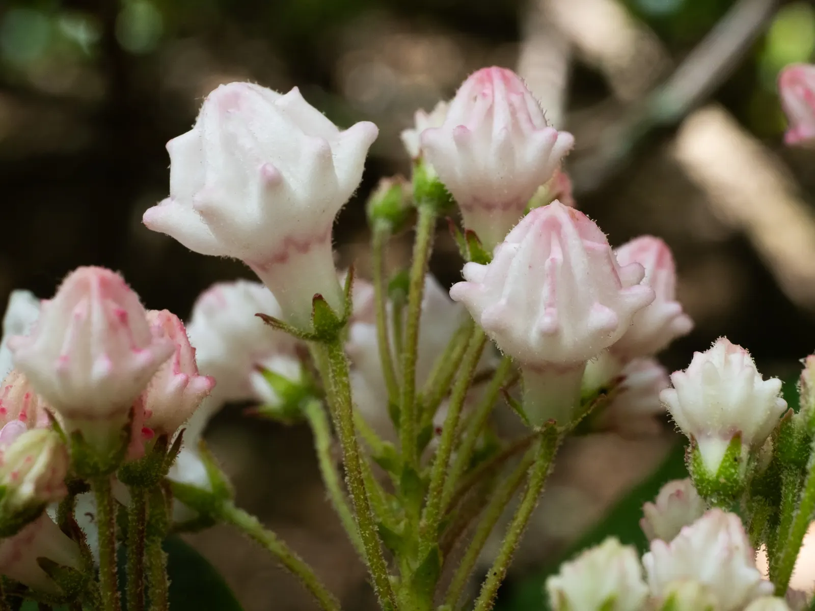 Mountain Laurel, Calico Bush (Kalmia Latifolia) — Growing to an average height of 7 to 15 feet with a similar spread, image 95