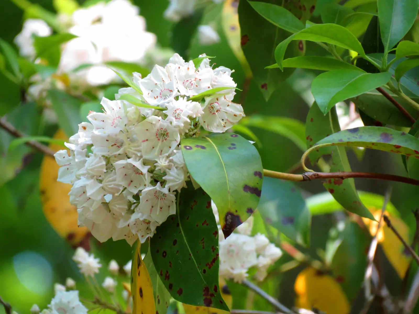 Mountain Laurel, Calico Bush (Kalmia Latifolia) — Hardy in zones 4-9, it thrives in acidic, well-drained soil and part shade, image 59