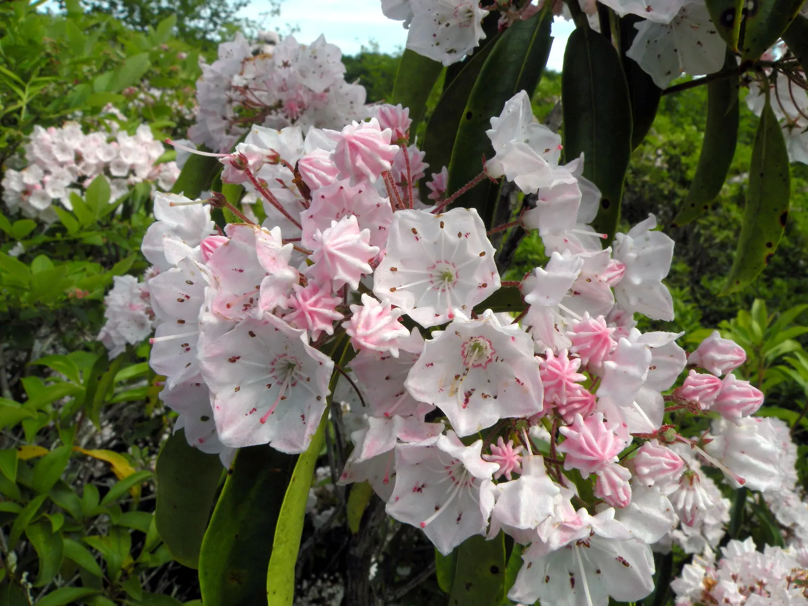 Mountain Laurel, Calico Bush (Kalmia Latifolia) — These blossoms span approximately 1 inch across; this shrub features clusters of cup-shaped, image 99