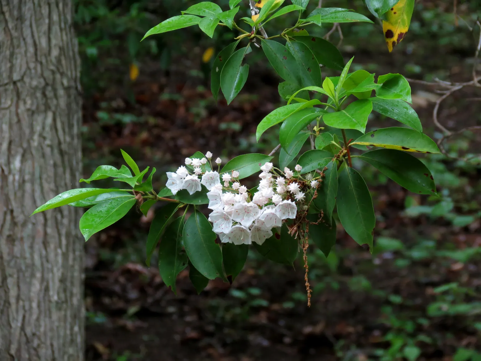 Mountain Laurel, Calico Bush (Kalmia Latifolia) — Growing to an average height of 7 to 15 feet with a similar spread, image 68