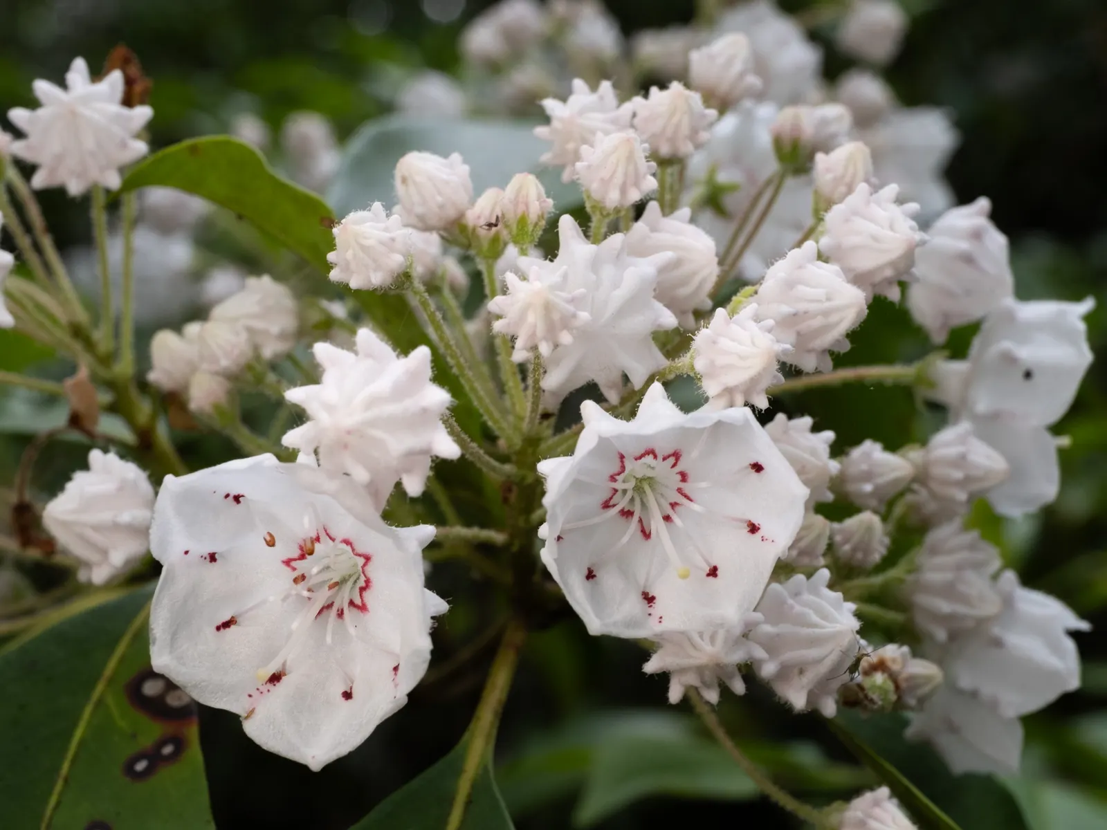 Mountain Laurel, Calico Bush (Kalmia Latifolia) — with intricate purple markings inside; the Mountain Laurel (Kalmia latifolia), image 70