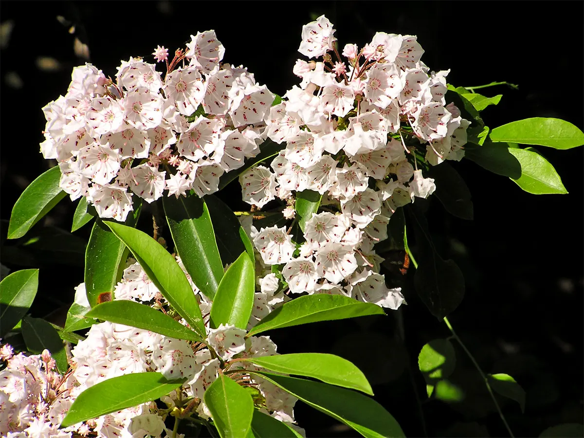 Mountain Laurel, Calico Bush (Kalmia Latifolia) — ensuring year-round visual interest and seasonal bursts of color; is an evergreen shrub boasting, image 105